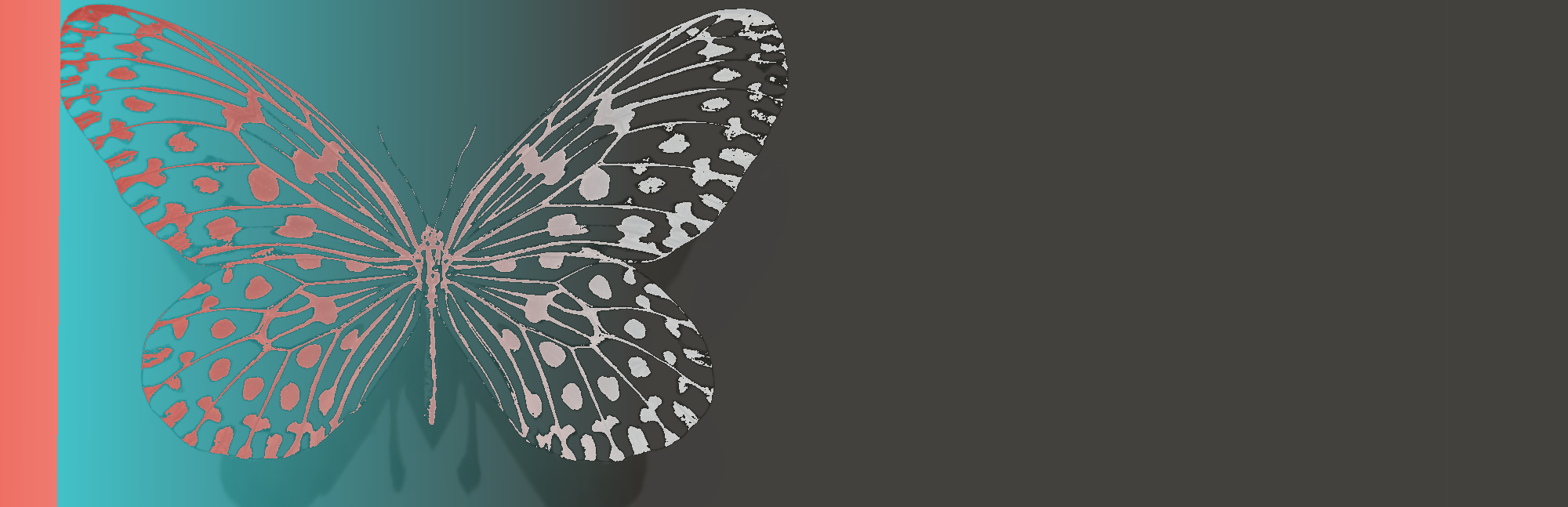 Butterfly illustration duotone
